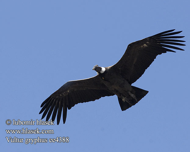 קונדור האנדים Andeskondor Kondor golierikatý And Kondorunun Vultur gryphus Sarcoramphus Andean Condor Kondor andský Andenkondor Andeskondor Cóndor Andino Andienkondori Condor Andes Ande コンドル Andescondor Kondor wielki Condor-dos-andes Андский кондор Андски кондор