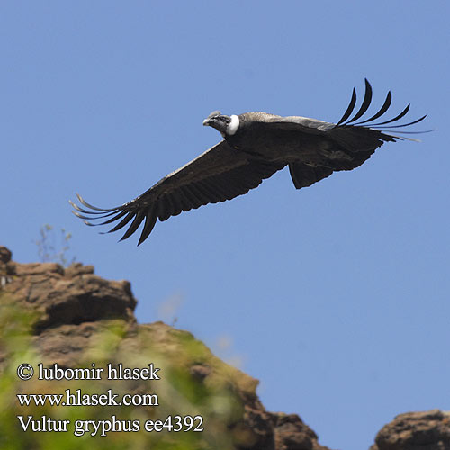 Sarcoramphus gryphus Vultur Andean Condor Kondor andský Andenkondor Andeskondor Cóndor Andino Andienkondori Condor Andes Ande コンドル Andescondor Kondor wielki Condor-dos-andes Андский кондор Андски кондор קונדור האנדים Andeskondor Kondor golierikatý And Kondorunun