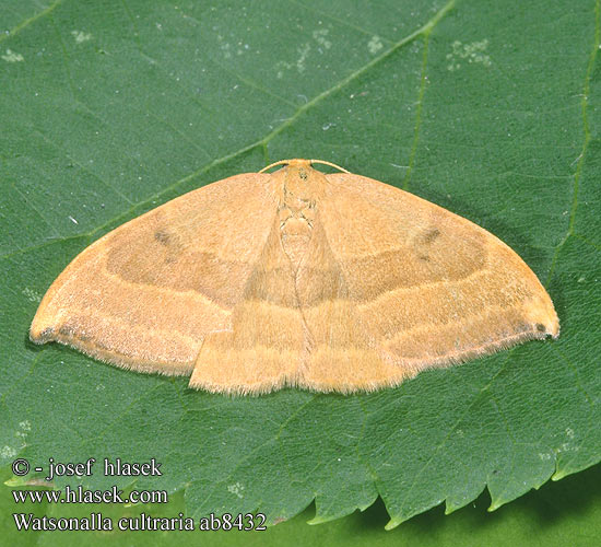 Watsonalla cultraria Buchen-Sichelflügler Srpokřídlec bukový