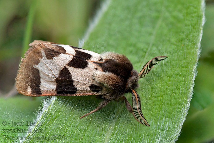 Watsonarctia casta