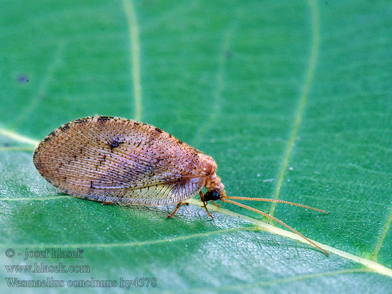 Wesmaelius concinnus