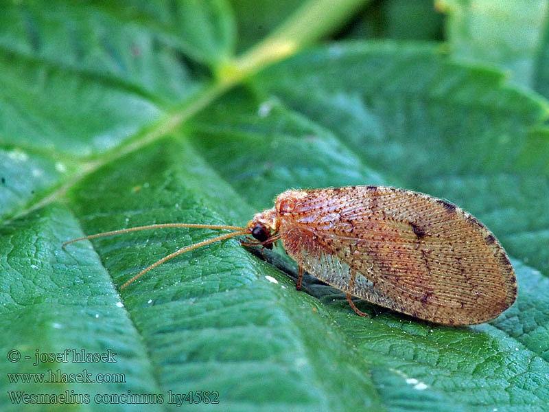 Wesmaelius concinnus