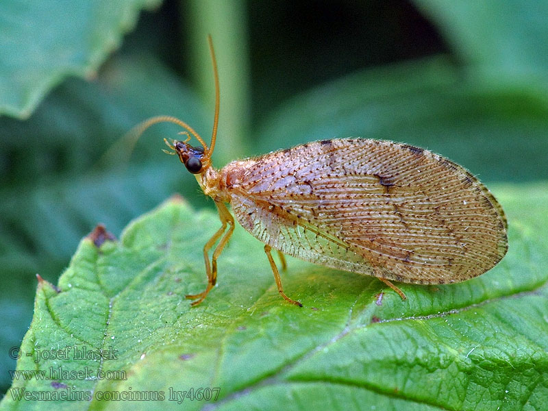 Wesmaelius concinnus