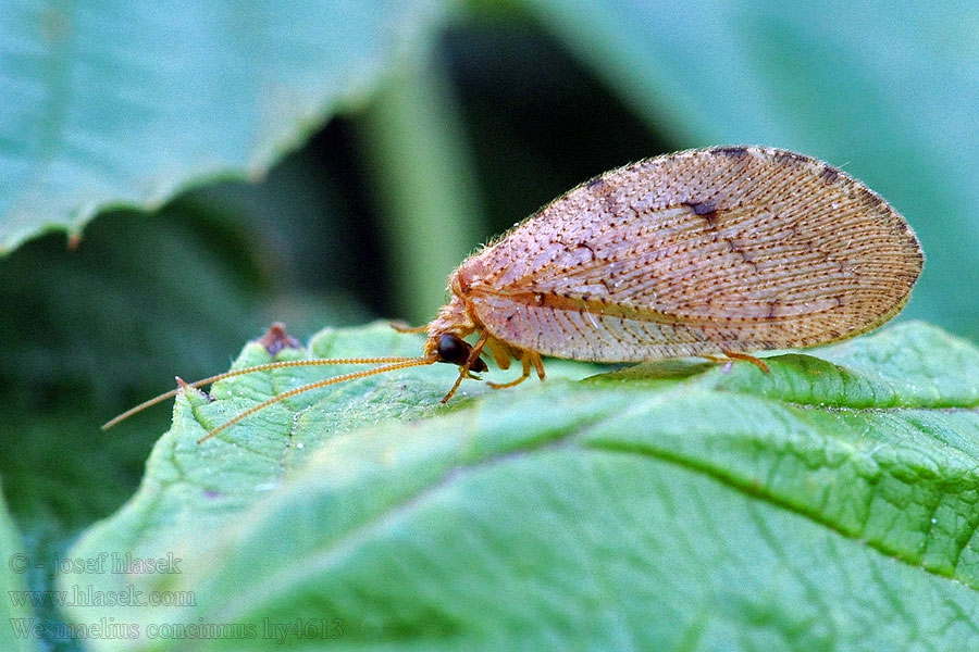 Wesmaelius concinnus