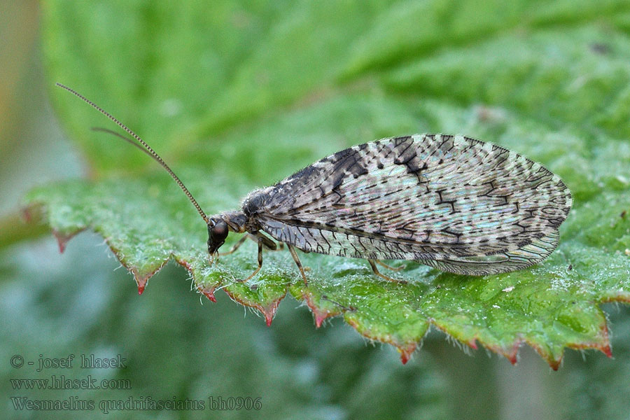 Wesmaelius quadrifasciatus