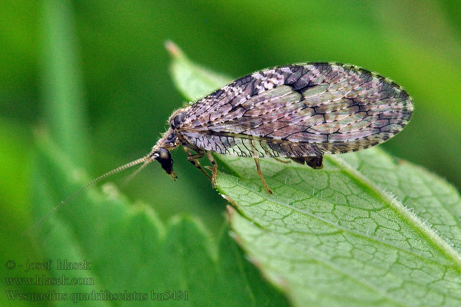 Wesmaelius quadrifasciatus