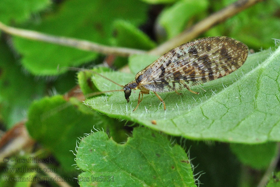 Denivka čtyřpásá Wesmaelius quadrifasciatus