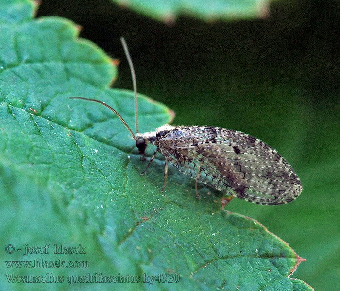 Wesmaelius quadrifasciatus