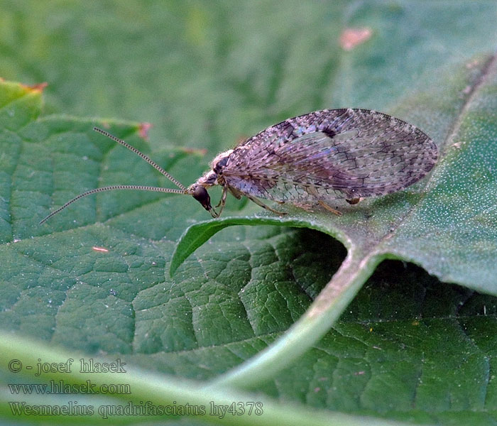 Denivka čtyřpásá Wesmaelius quadrifasciatus