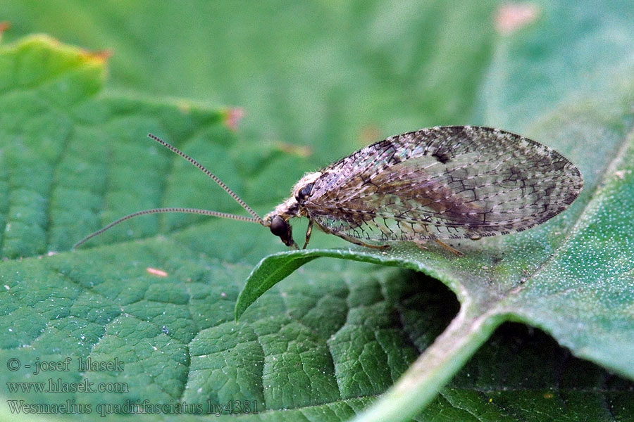 Wesmaelius quadrifasciatus