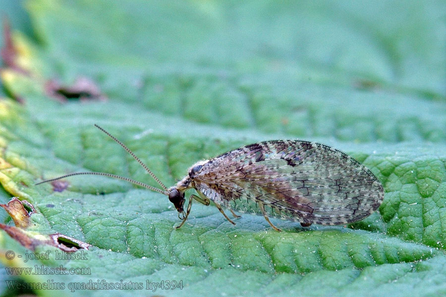 Wesmaelius quadrifasciatus