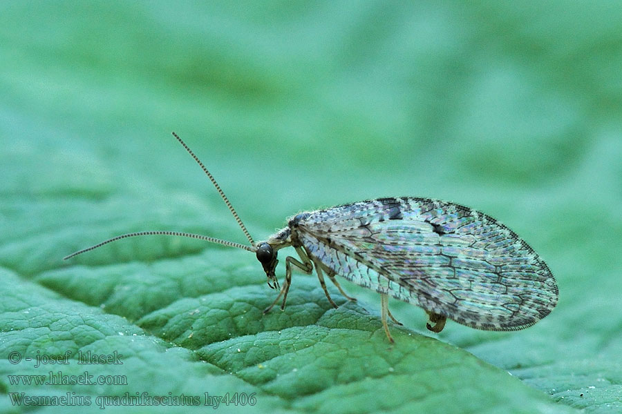 Denivka čtyřpásá Wesmaelius quadrifasciatus