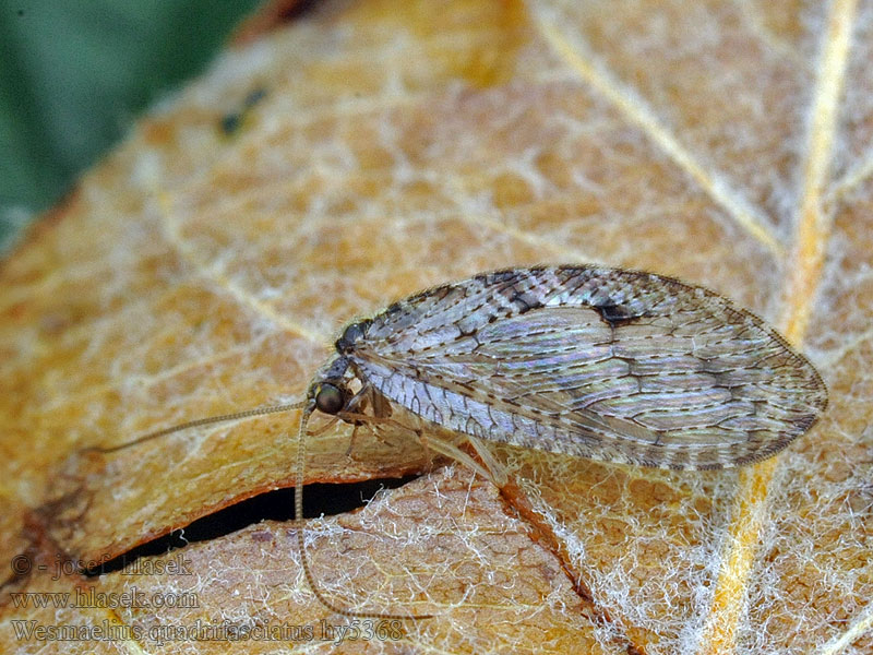 Wesmaelius quadrifasciatus Denivka čtyřpásá