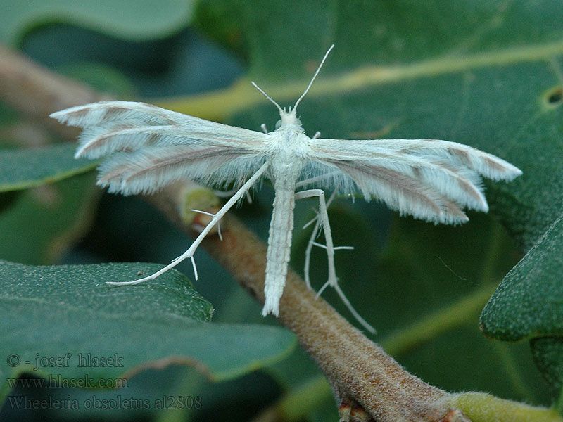 Wheeleria obsoletus