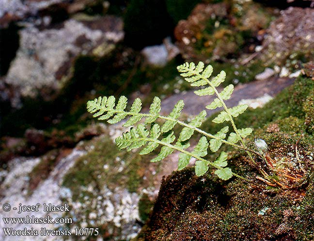 Woodsia ilvensis