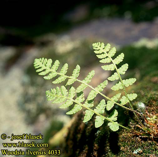 Woodsia ilvensis