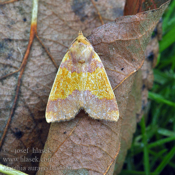 Mörkbandat gulvingfly Xanthia aurago Tiliacea Barred Sallow