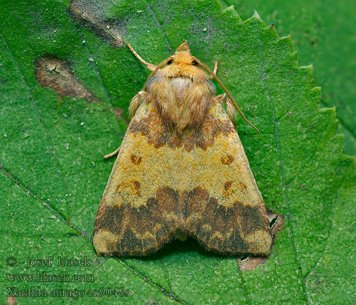 Barred Sallow Xanthia aurago