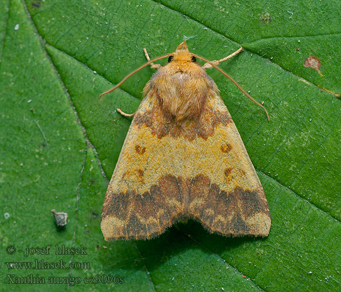 Rotbuchen-Gelbeule Gold-Gelbeule Xanthia aurago