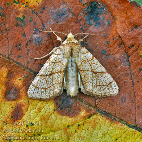 Ozimica cytrynówka Совка лимонная Xanthia citrago Tiliacea Orange