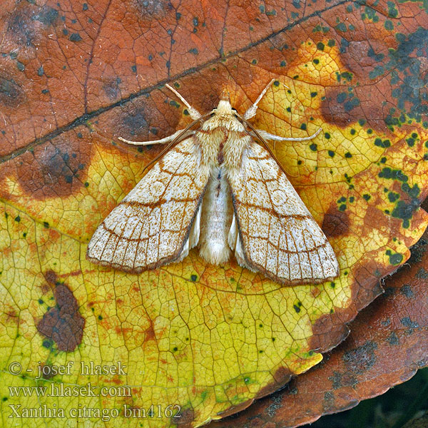 Tiliacea citrago Xanthia Orange Sallow Linden-Gelbeule Zlatokřídlec lipový