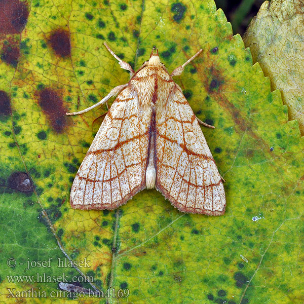 Orange Sallow Linden-Gelbeule Zlatokřídlec lipový