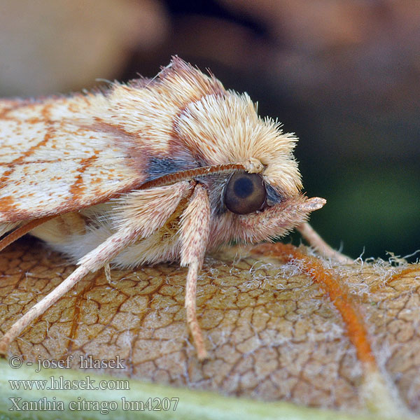 Lindegouduil Lindegulfly Mora citrónová Trestreckat gulvingfly Ozimica cytrynówka