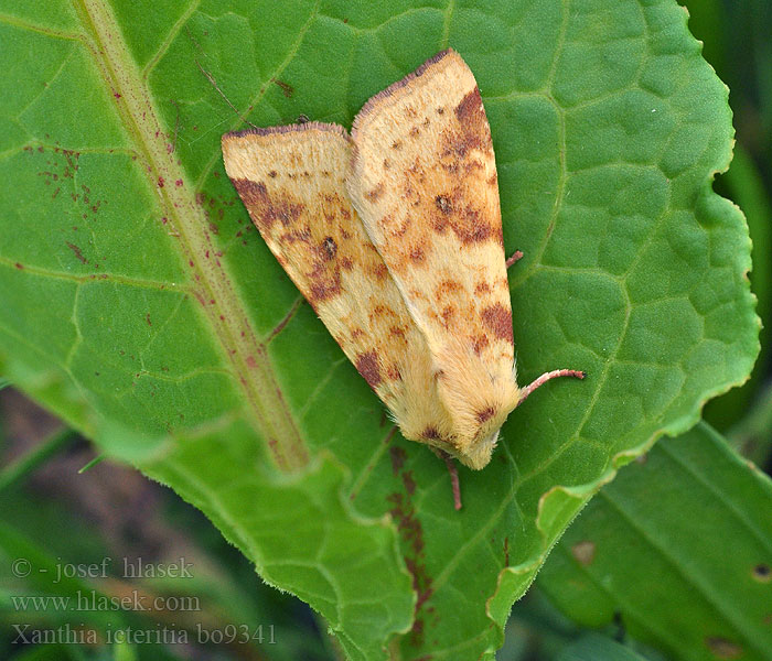 Xanthia icteritia Sallow