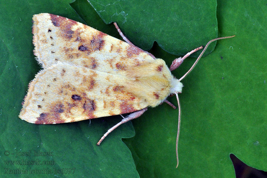 Sallow Xanthia icteritia