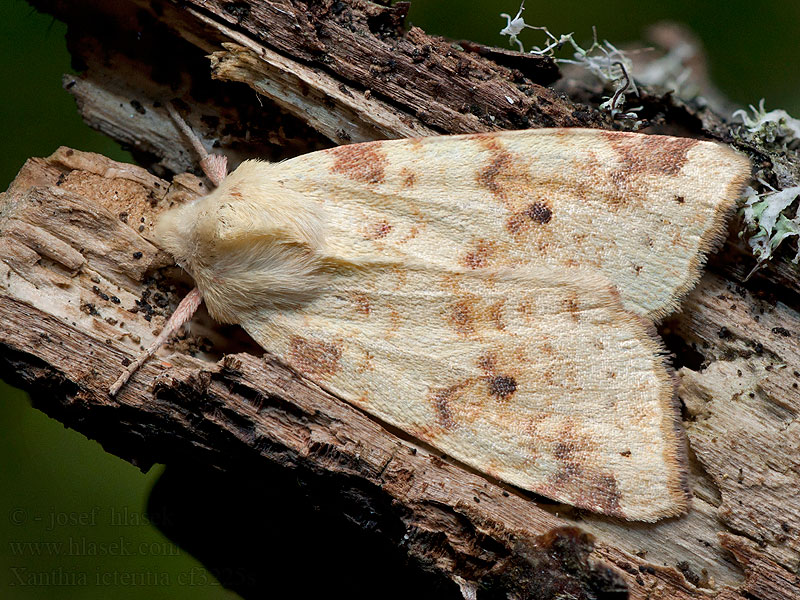 Gemeine Gelbeule Xanthia icteritia