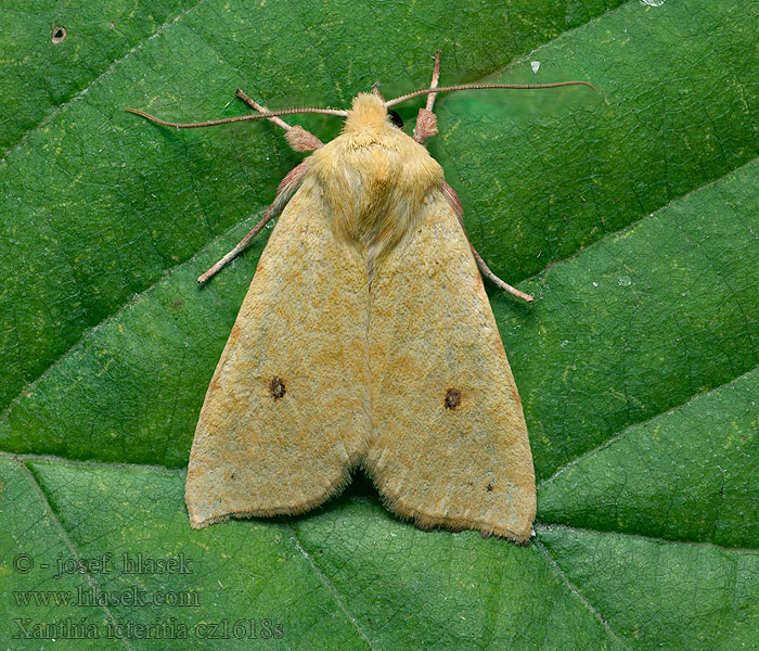 Xanthia icteritia