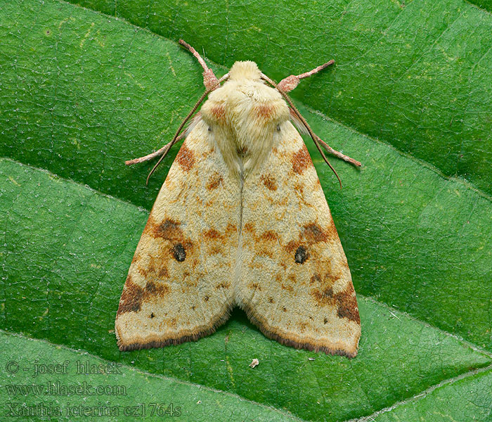 Xanthia icteritia