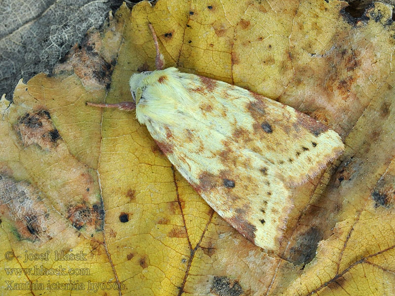 Brombær-guldugle Xanthia icteritia