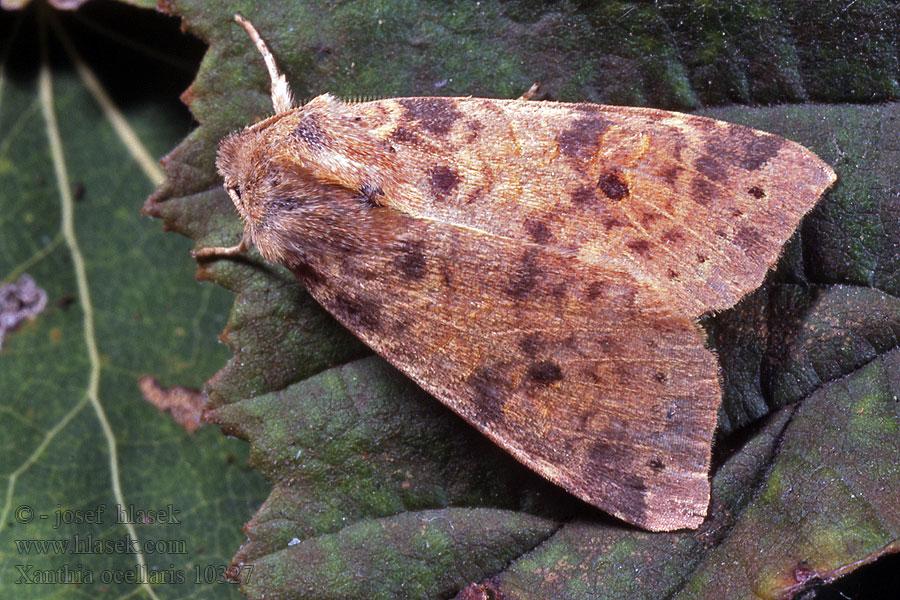 Xanthia ocellaris Zlatokřídlec topolový Pappel-Gelbeule