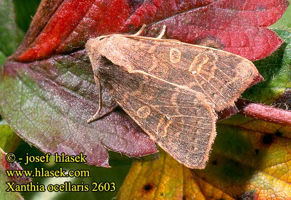 Pale-lemon Sallow Mora očkatá Xanthie paillée Совка глазковая