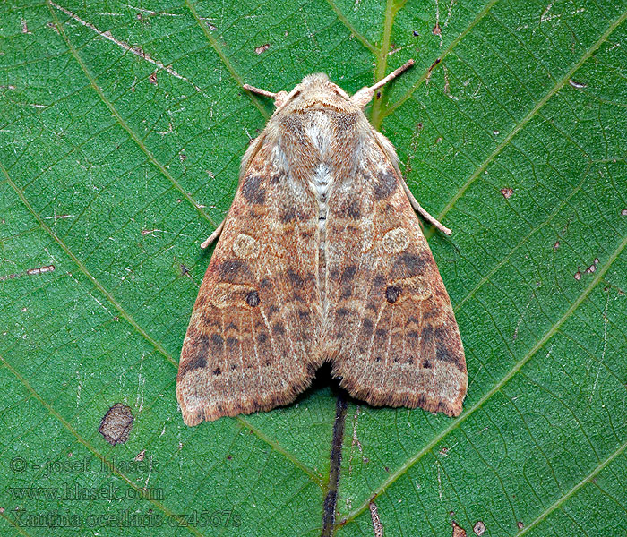 Zlatokřídlec topolový Xanthia ocellaris