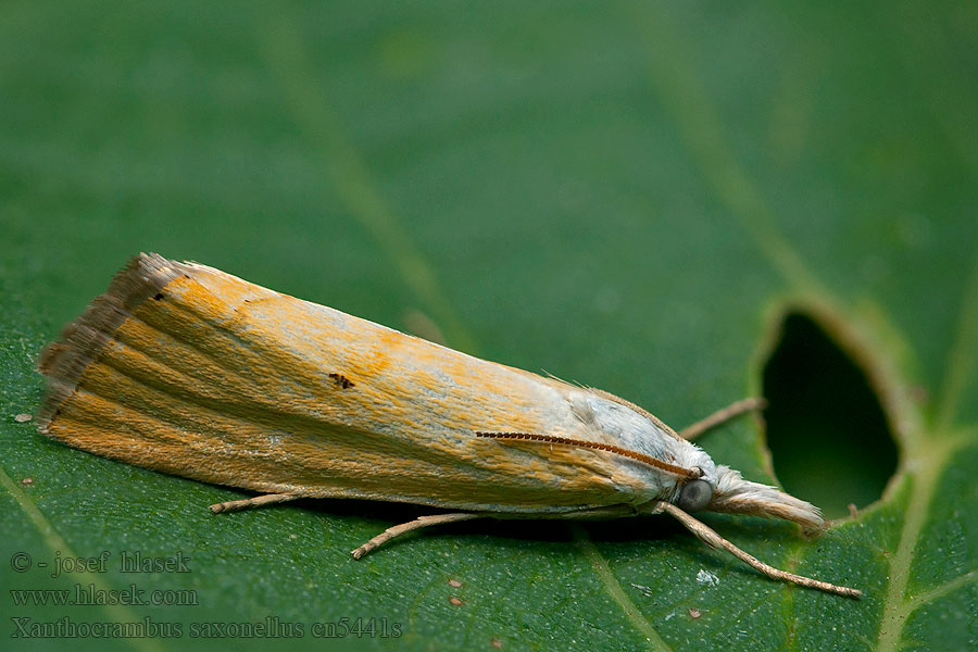 Xanthocrambus saxonellus Trávovec žltý Sárga fűgyökérmoly