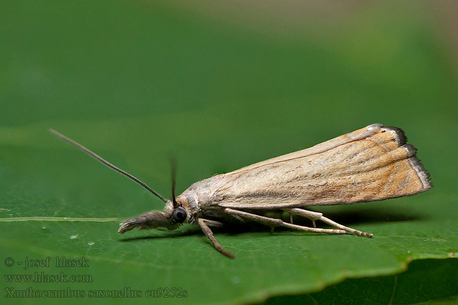 Xanthocrambus saxonellus Trávovec žltý