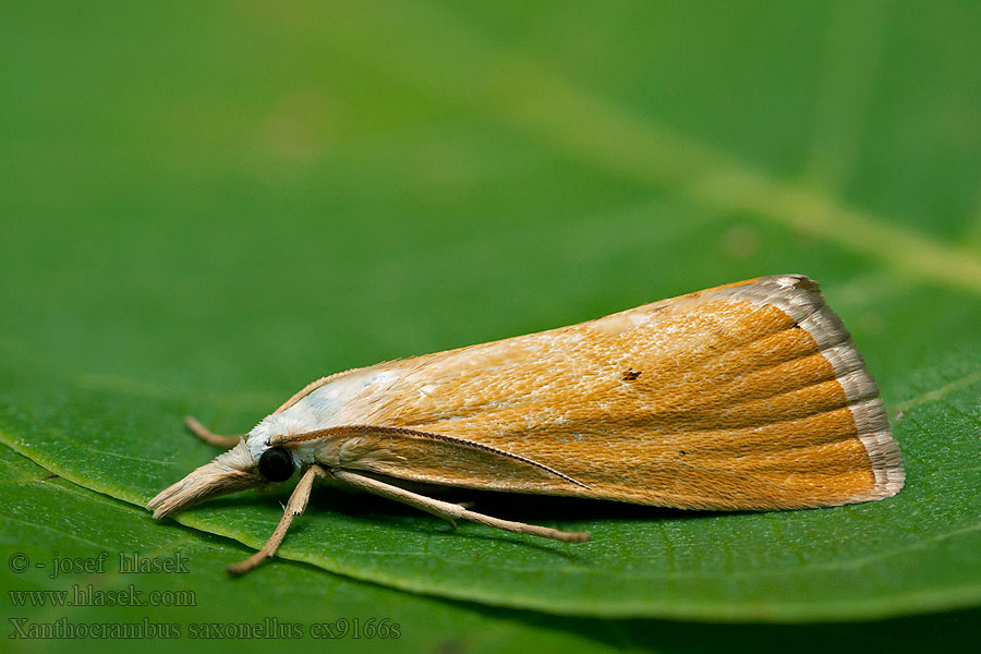 Xanthocrambus saxonellus