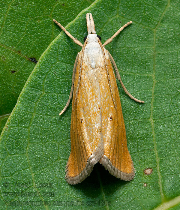 Trávovec žltý Sárga fűgyökérmoly Xanthocrambus saxonellus