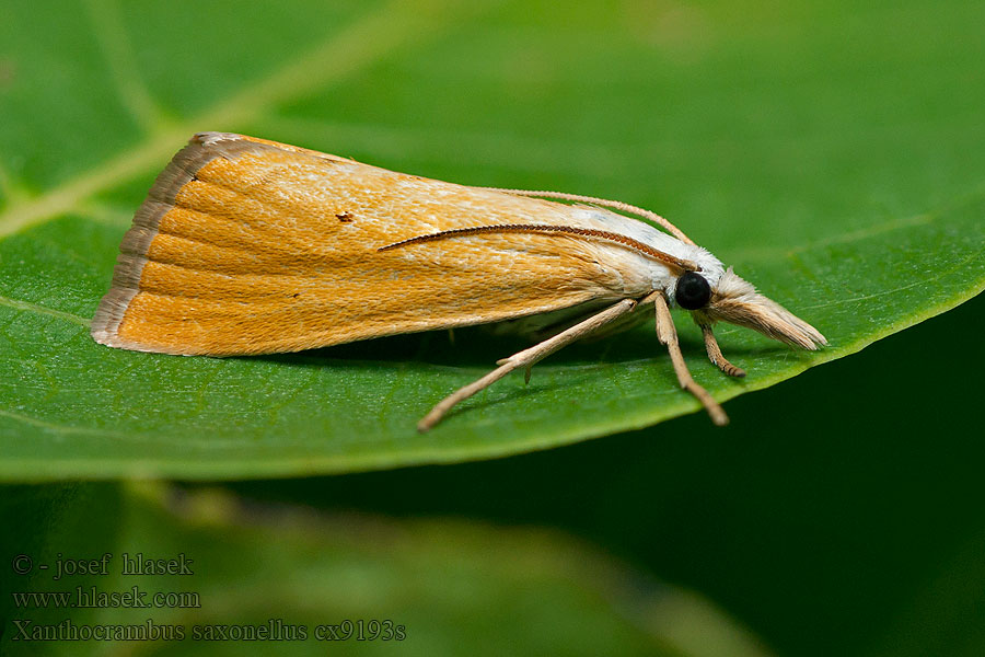 Trávovec žltý Xanthocrambus saxonellus