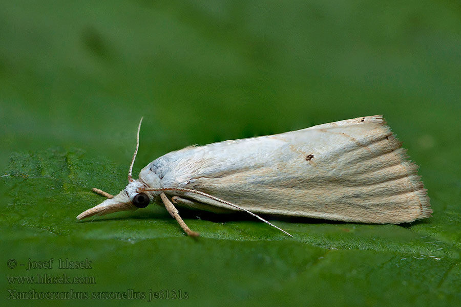 Trávovec žltý Sárga fűgyökérmoly Xanthocrambus saxonellus