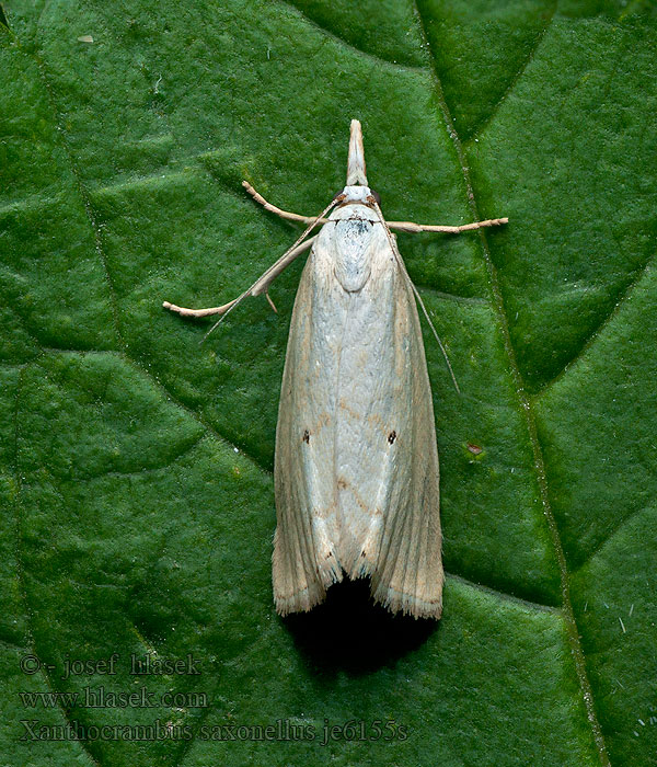 Xanthocrambus saxonellus Trávovec žltý Sárga fűgyökérmoly