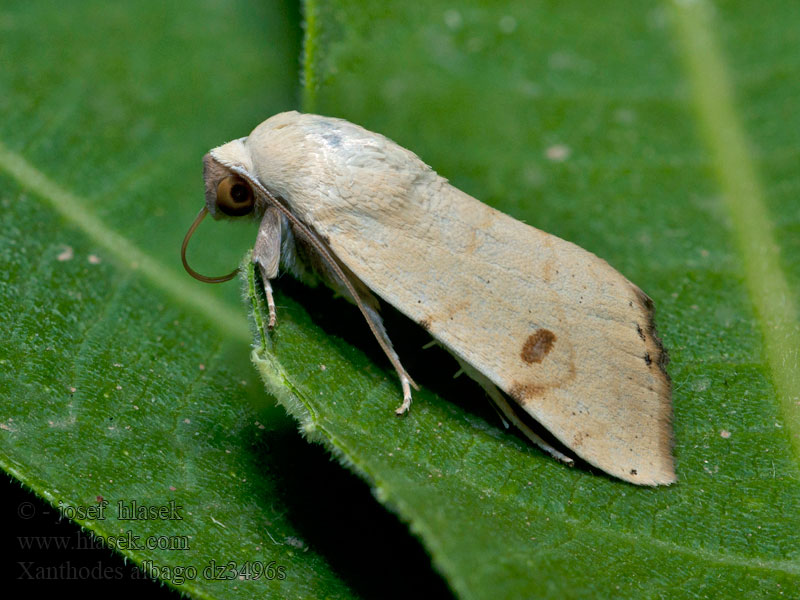 Xanthodes albago