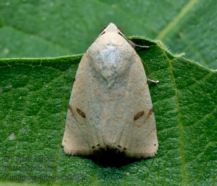 Xanthodes albago