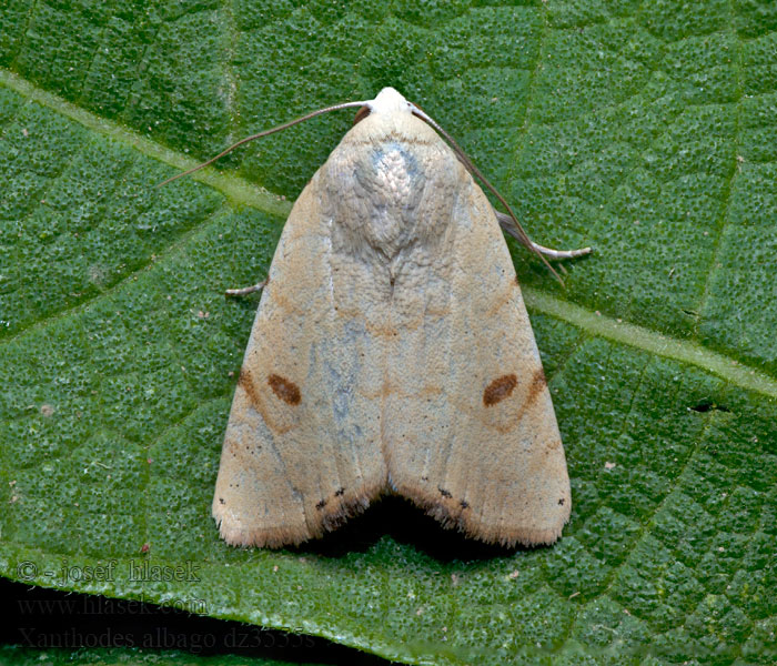 Xanthodes albago
