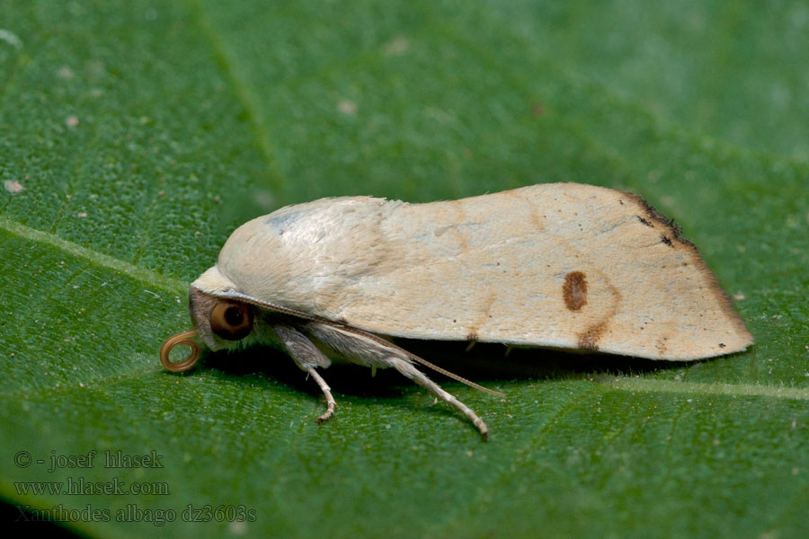 Xanthodes albago