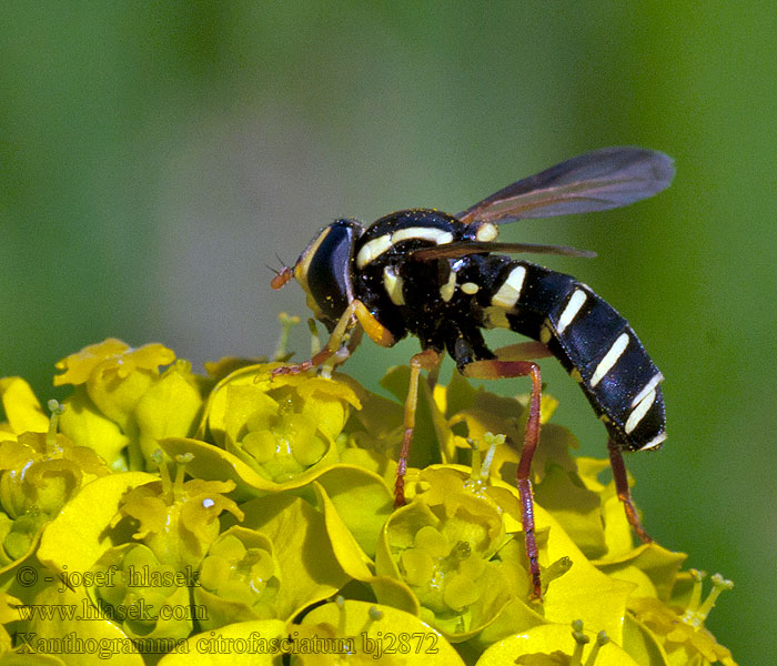 Xanthogramma citrofasciatum Streepcitroenzweefvlieg