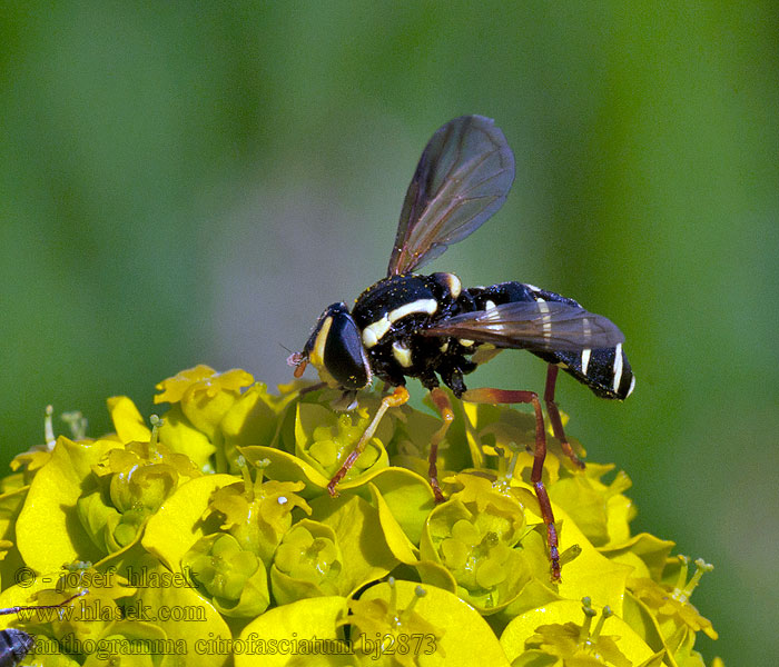 Streepcitroenzweefvlieg Smalkilblomfluga Xanthogramma citrofasciatum