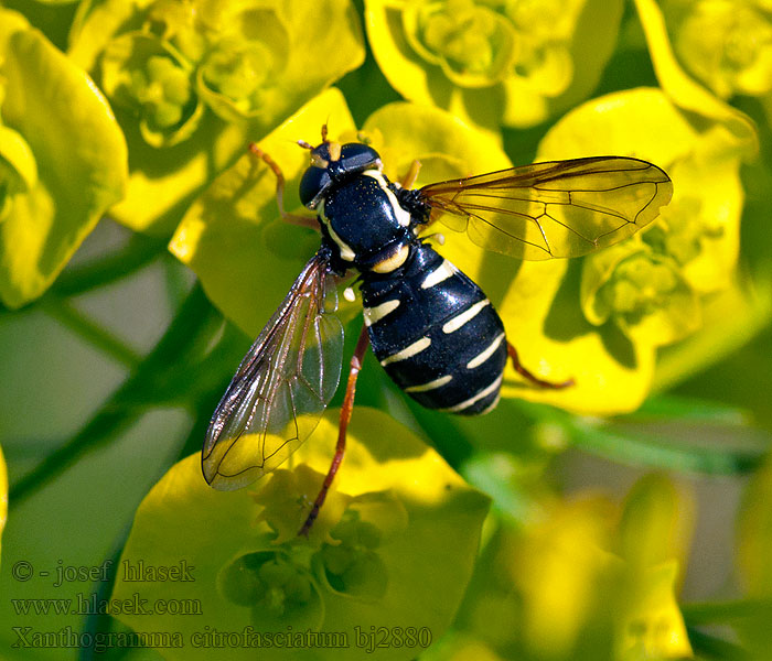 Streepcitroenzweefvlieg Xanthogramma citrofasciatum